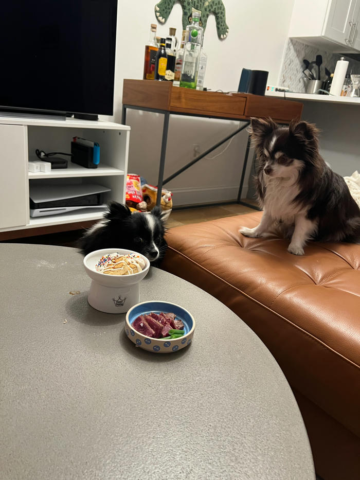 Similar photo as before, except now a small black pomeranian is peeking at the food in front of them