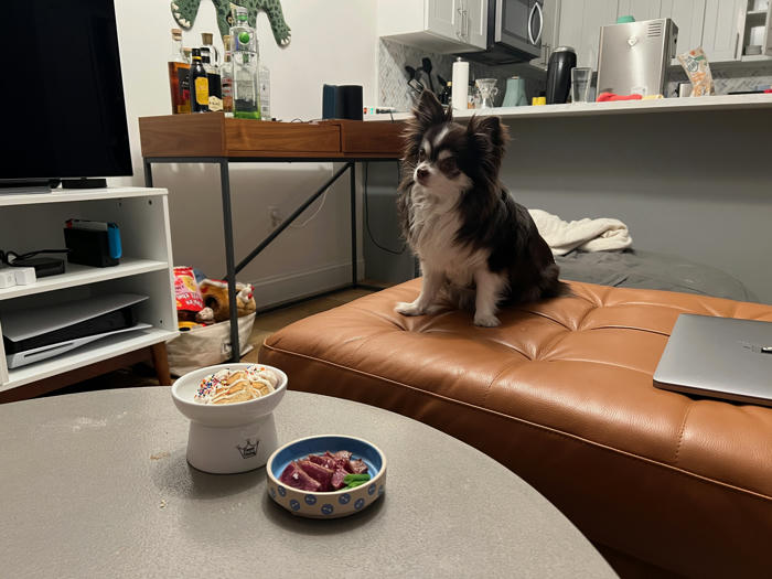 Mina, a small brown and white long-haired chihuahua, sits in front of her birthday meal: a plate of some steak and a small cookie with frosting and sprinkles